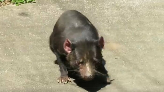 歩いていたかと思うと…(画像提供:「多摩動物公園のTwitterより」)