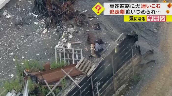 警察官が犬を捕まえる