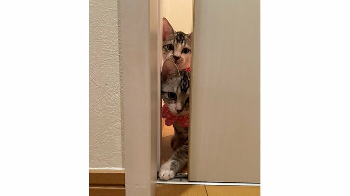 隙間からのぞいてくる2匹(上:詩葉くん 下:詩季くん)