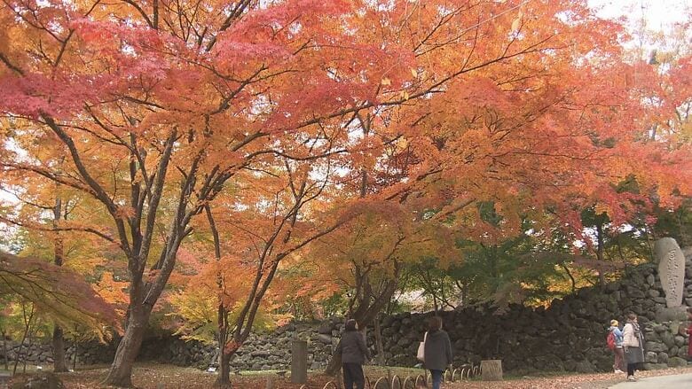 懐古園で紅葉が見ごろ　地元の小学生が「ガイド」　夜にはライトアップ　長野・小諸市｜FNNプライムオンライン