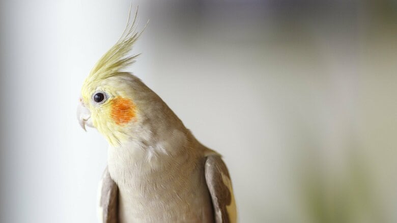 【鳥の防災】半日の絶食で命を落とすことも…窓ガラスの飛散防止は脱走対策にも！震災の教訓から飼い主が備えておきたいこと｜FNNプライムオンライン
