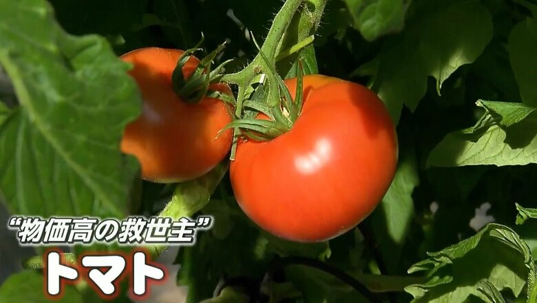 【朗報】「トマト」卸売り価格が1キロ428円に急落　スーパーでも大特価…実は今が旬「味がギュッと濃厚に詰まって」｜FNNプライムオンライン