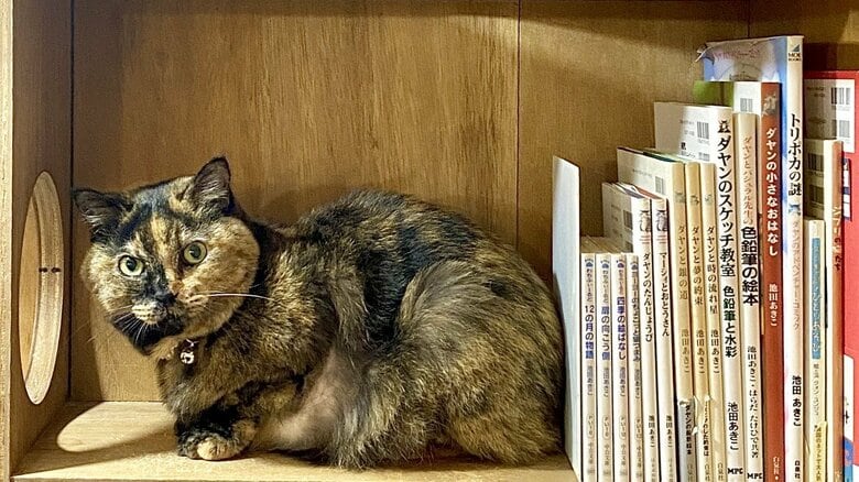 店員は“元保護猫”、置いてあるのは“猫本”だけ。命を救えなかった後悔と行き場のない猫との出会いから生まれた書店｜FNNプライムオンライン