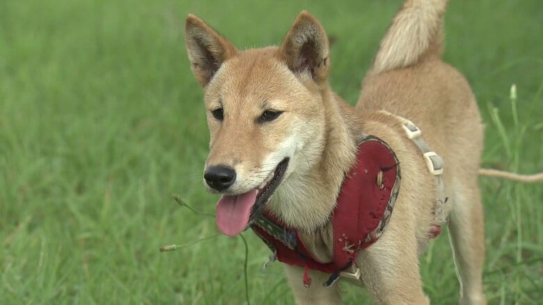 栗林をクマから守れ！救世主は「犬」　秋田・由利本荘市で被害防止講習会　犬のマーキングを活用した“クマを寄せ付けない対策”に注目｜FNNプライムオンライン