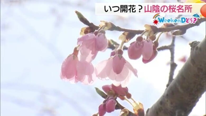 週末どうする？開花が待ち遠しい！松江城、久松公園、湊山公園…山陰の名所の桜をチェック｜FNNプライムオンライン