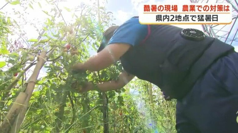 「8時には30℃超」農業現場の猛暑対策 空調服・作業工程見直し…10年前とは別物の夏【鹿児島発】|FNNプライムオンライン