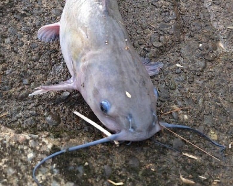北米原産の特定外来生物“アメリカナマズ”北海道で初確認 侵入経緯は不明　環境省「入れない・捨てない・拡げない」3原則の徹底呼び掛け｜FNNプライムオンライン