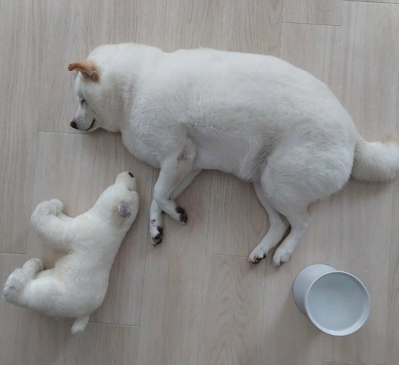 提供： kinako_kinakoさん