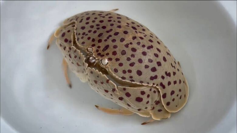 マルソデカラッパ