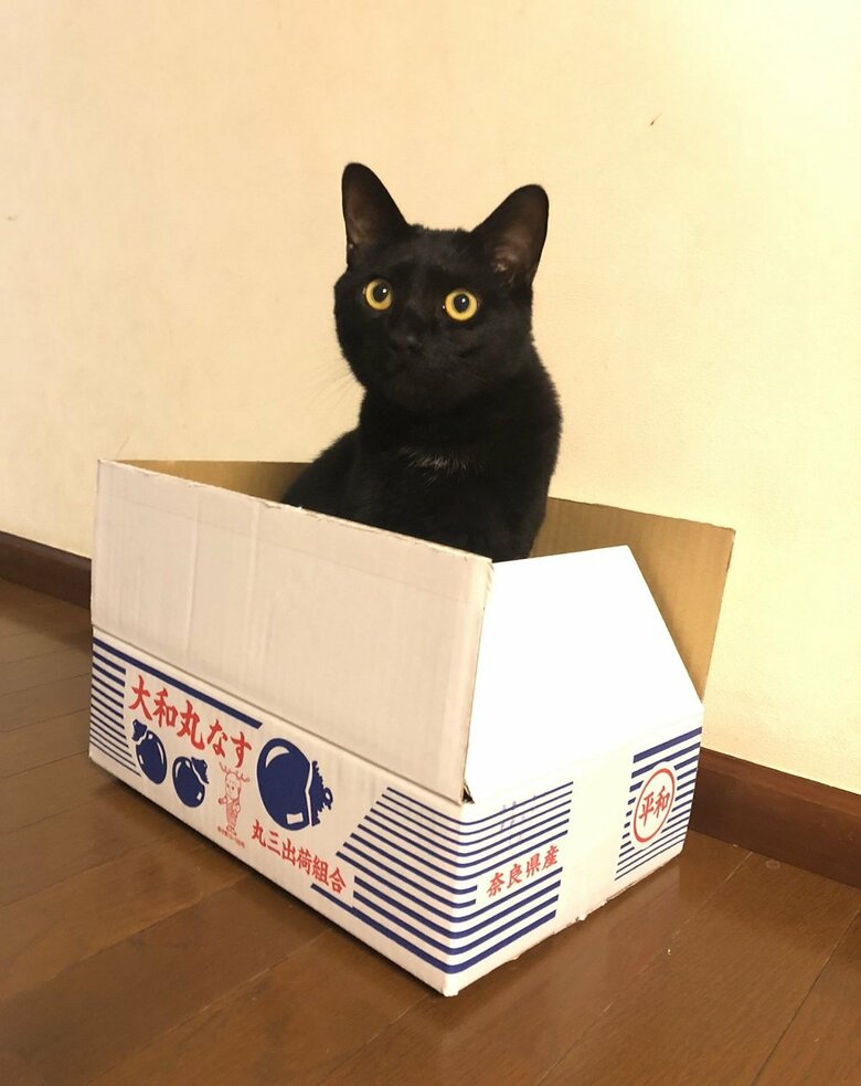 箱の中に納まるくろのすけくん