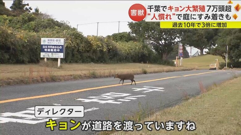 道路を渡る姿も