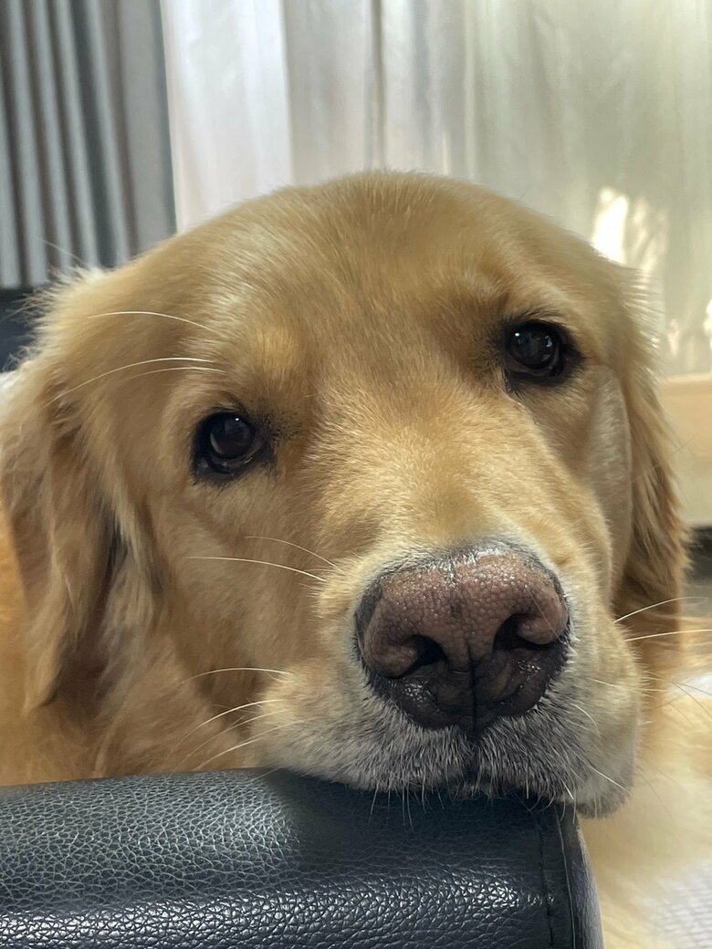 人間用の食事に視線を送るセナくん