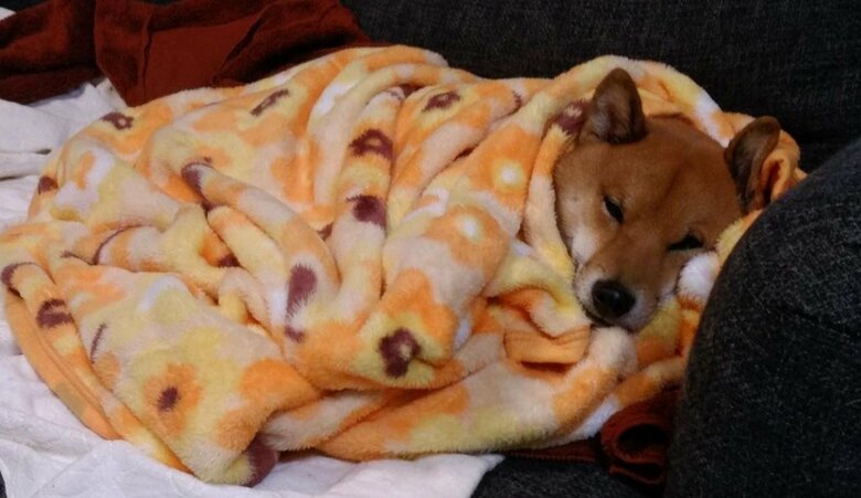 毛布でぬくぬくが大好き