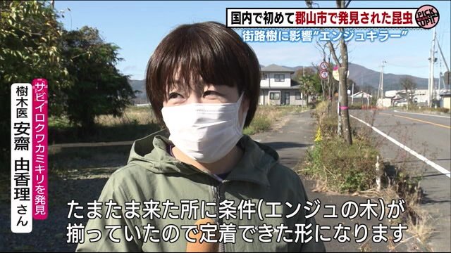 郡山市の樹木医・安齋由香理さん