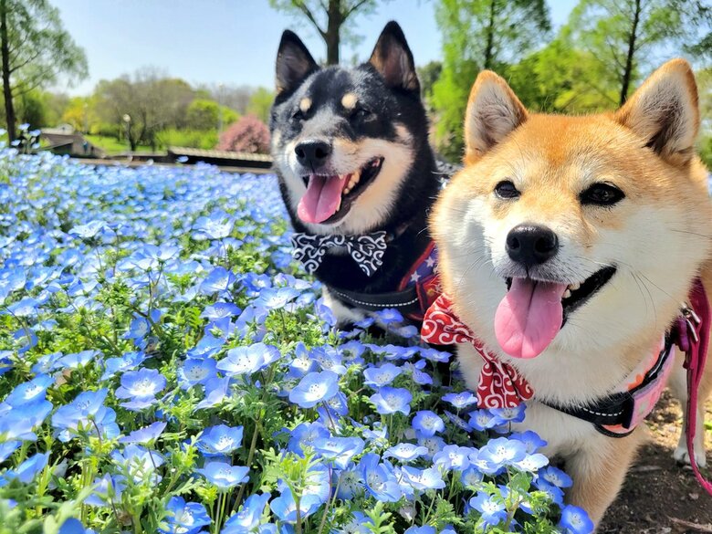 提供：kuroazu_beansさん