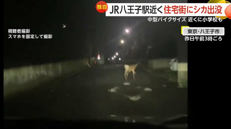 夜の住宅街を軽やかに駆け回るシカの様子④
