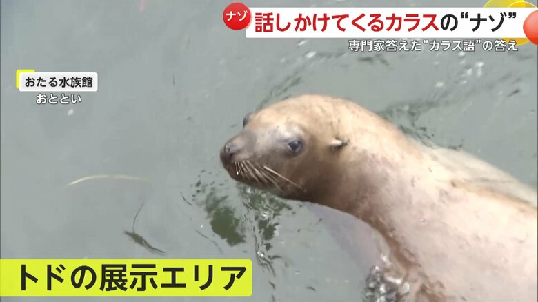 近くにあるトドの展示エリア