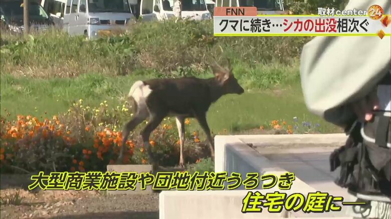 札幌市の市街地に出没したシカ。二次被害を防ぐため、捕獲が難航しているという（25日）