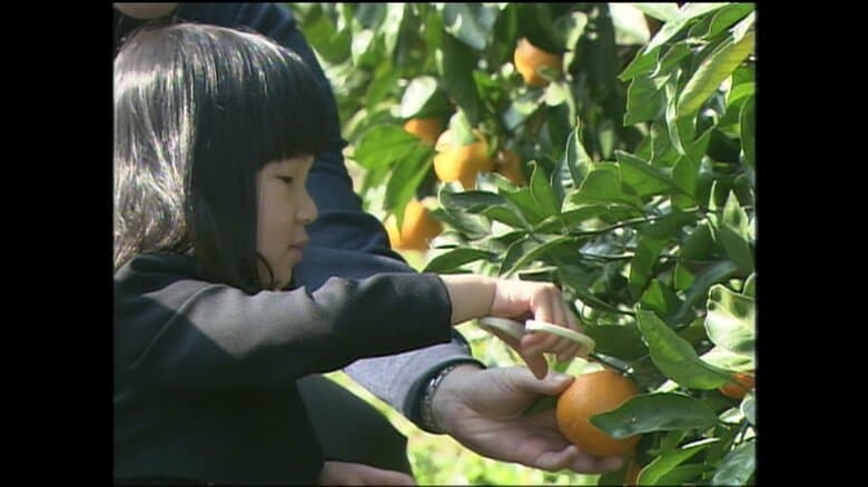 ミカン狩りをされる愛子さま