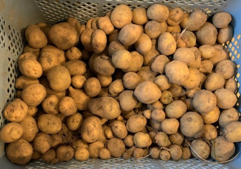 育てたジャガイモ
