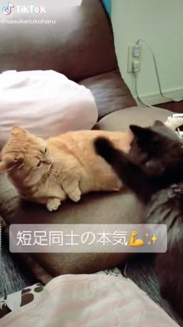 提供：サスケと小春さん