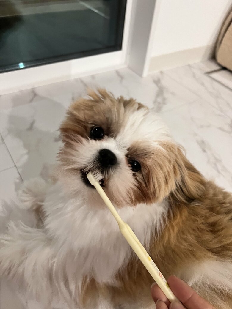 歯ブラシが大好き