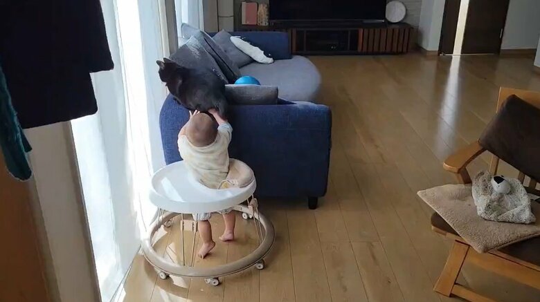 尻尾をつかんでいる息子くん（提供：仔猫を拾ったので）