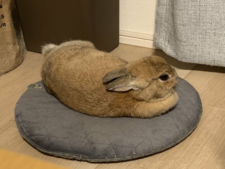 アンジーちゃん（提供：うさぎと暮らしと。さん）