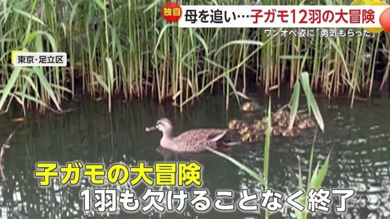 1羽も欠けることなく無事に終了した子ガモたちの大冒険