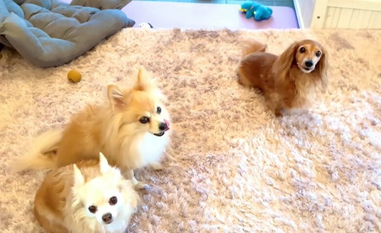 飼い主さんが「散らかしたやつよーく見てみて」と言うと…