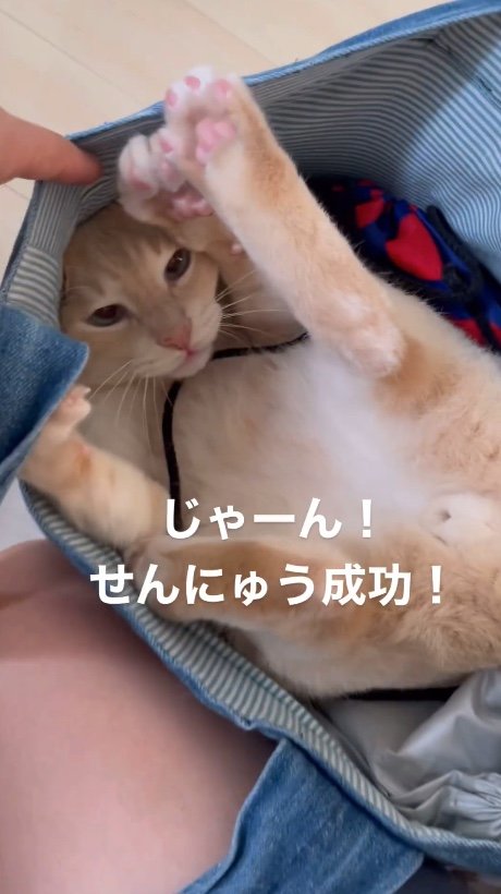 提供：oimo & yuzukiさん
