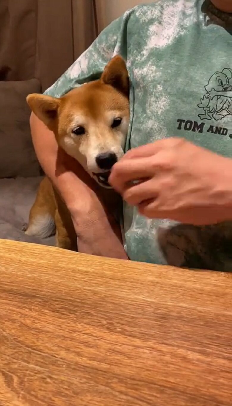 芸成功のご褒美をもらう梅助くんだった