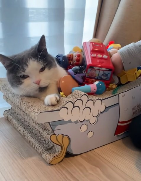 おもちゃに埋もれるごまくん