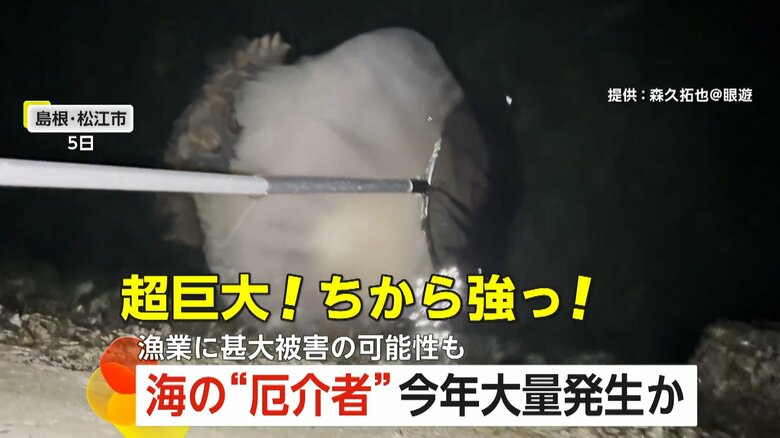 松江市の沿岸部で撮影された超巨大クラゲ（映像提供：森久拓也＠眼遊）