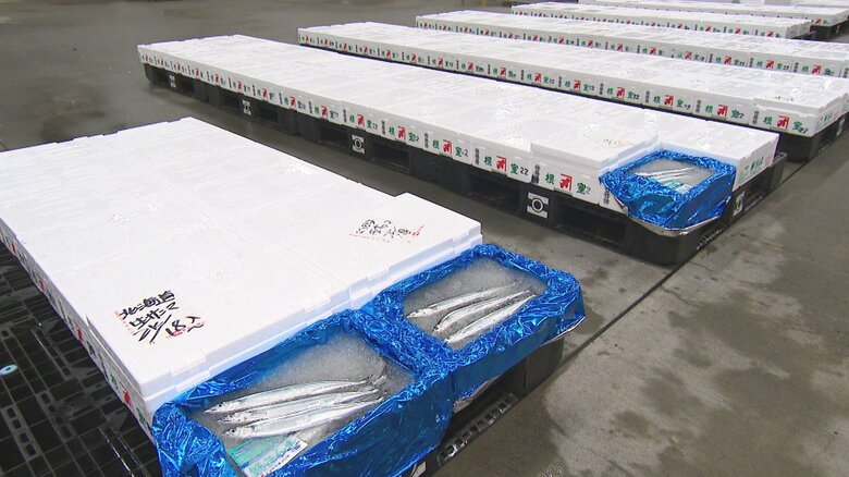 北海道産のサンマ