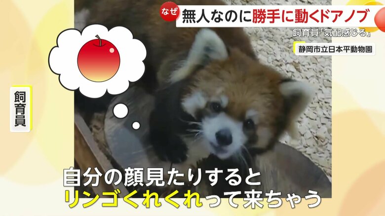 実はリンゴを期待しているニコちゃん（映像提供：静岡市立日本平動物園）