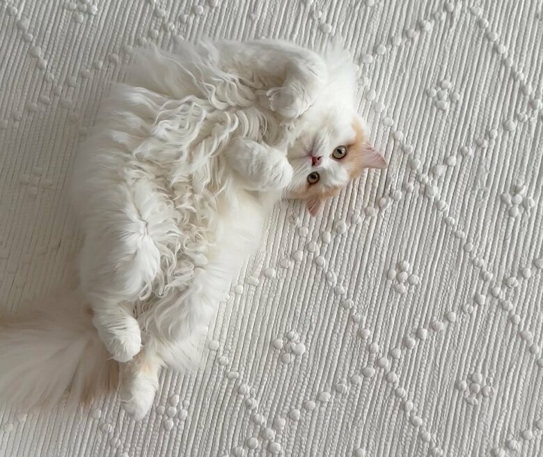 おなかを見せて愛情表現