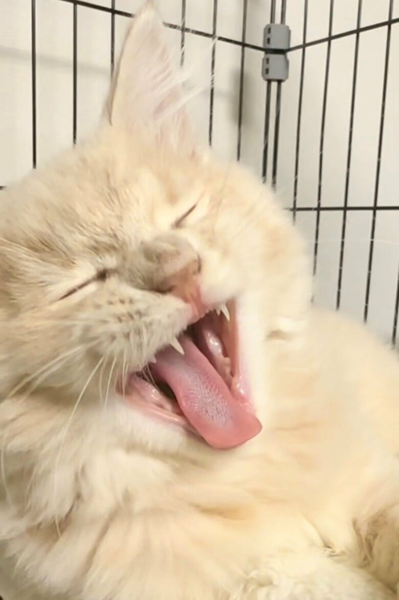 大きなあくび