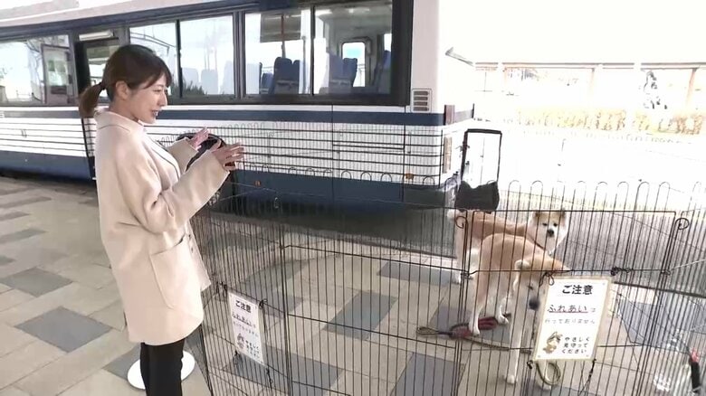 秋田犬の煉翠くんと月花ちゃん
