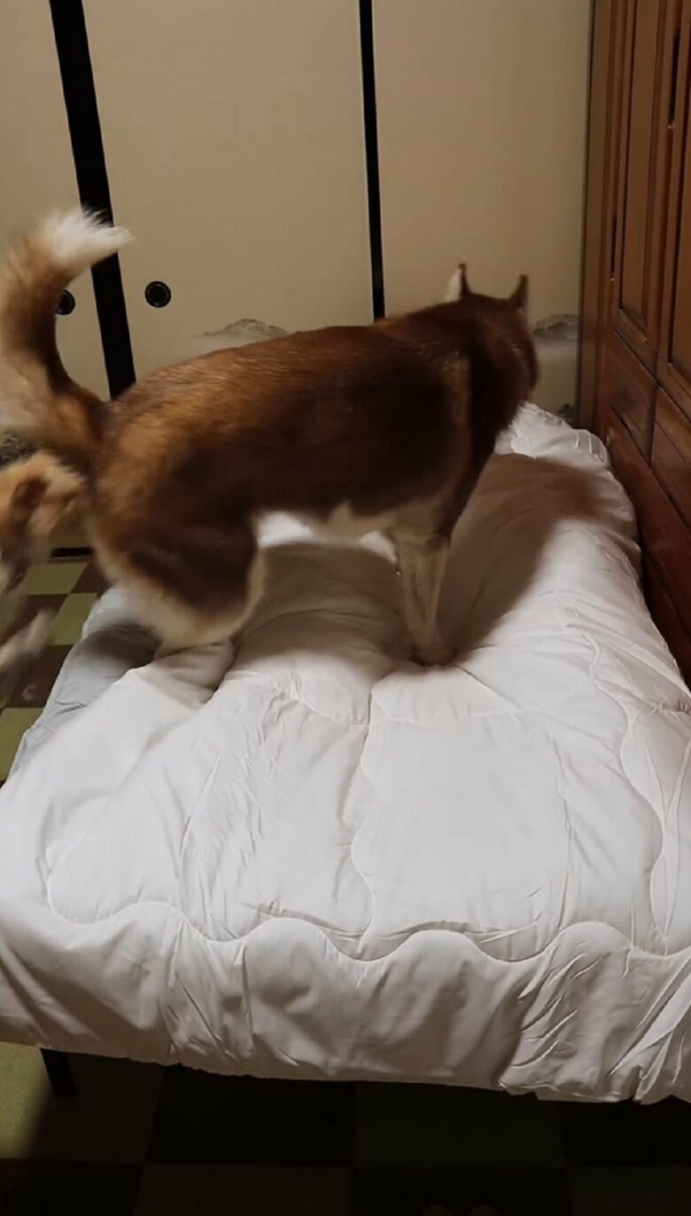 すると、すぐに3頭がやってくる。まずはウノちゃんが布団の上に乗ってきた