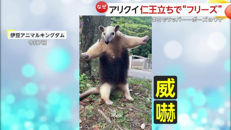 別の日の威嚇ポーズ（提供：伊豆アニマルキングダム）