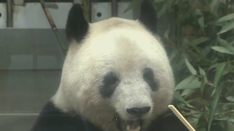 最終観覧日のシャンシャン（19日）