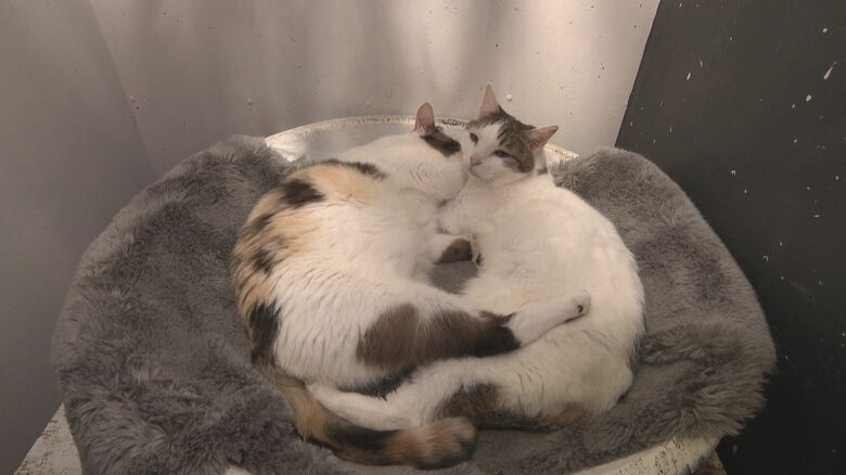 猫カフェで寛ぐネコたち