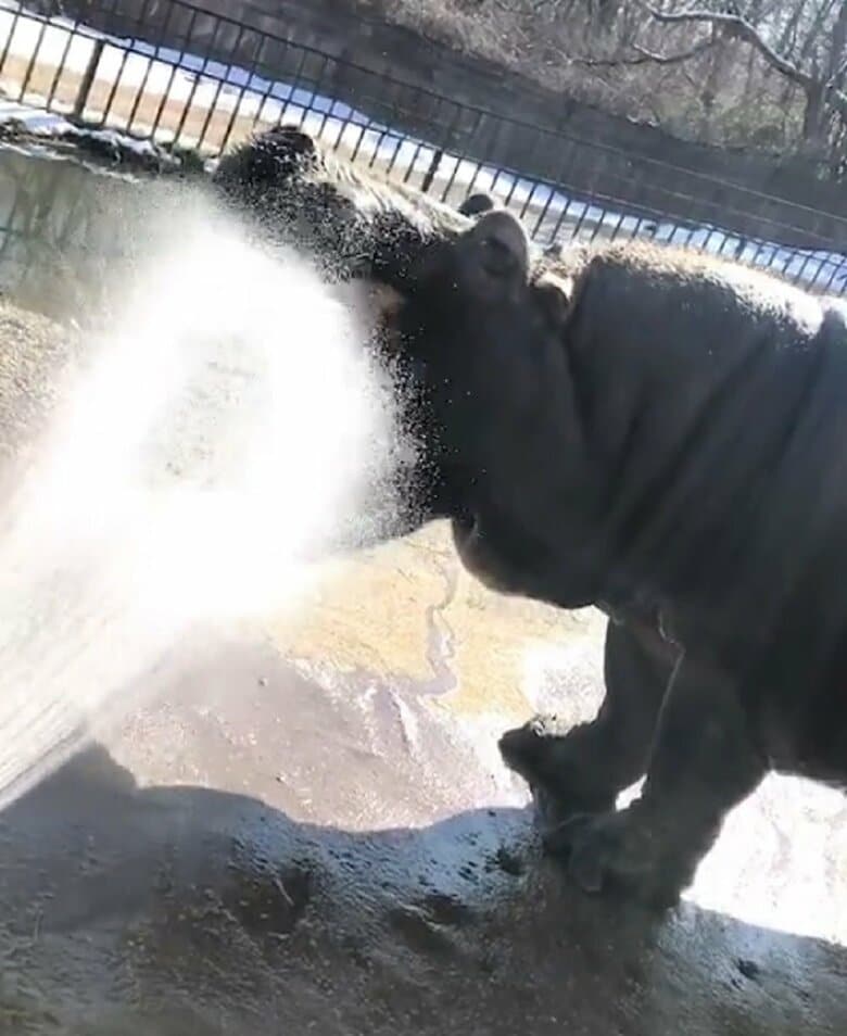 水をかけられるとつい口を大きく開けちゃう（提供：那須サファリパーク）