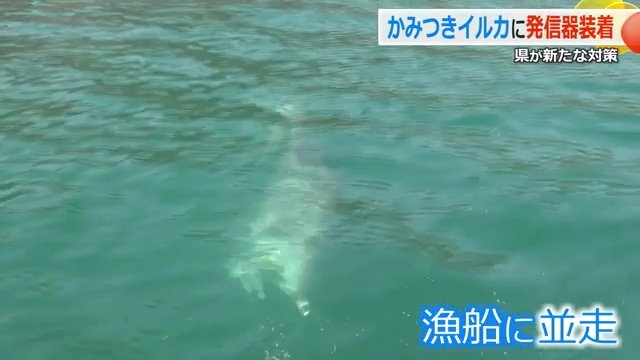 漁船と並走する様子も見せていた