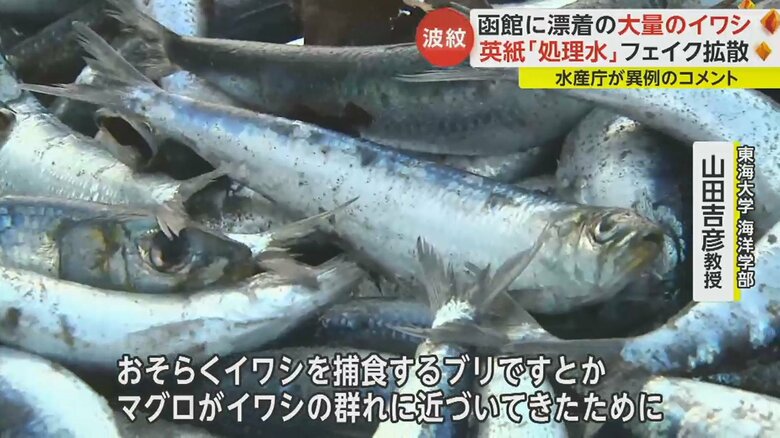 「逃げ惑いパニックを起こしてしまった」と、今回のイワシ漂着について話す