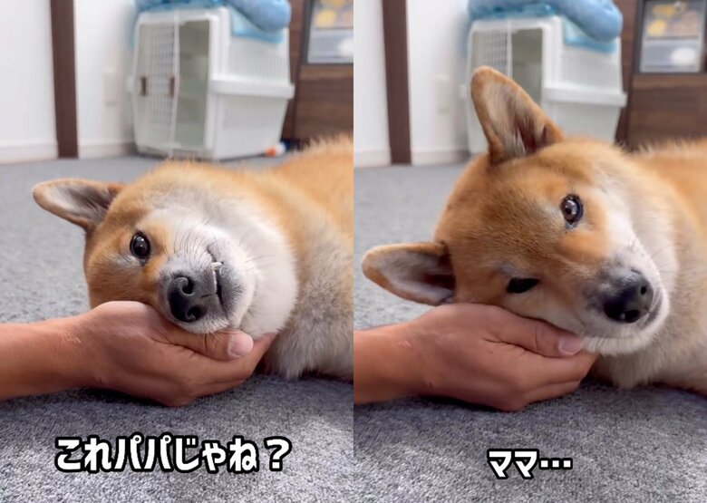 パパの枕に不満そう（提供：柴犬ぽてとさん）
