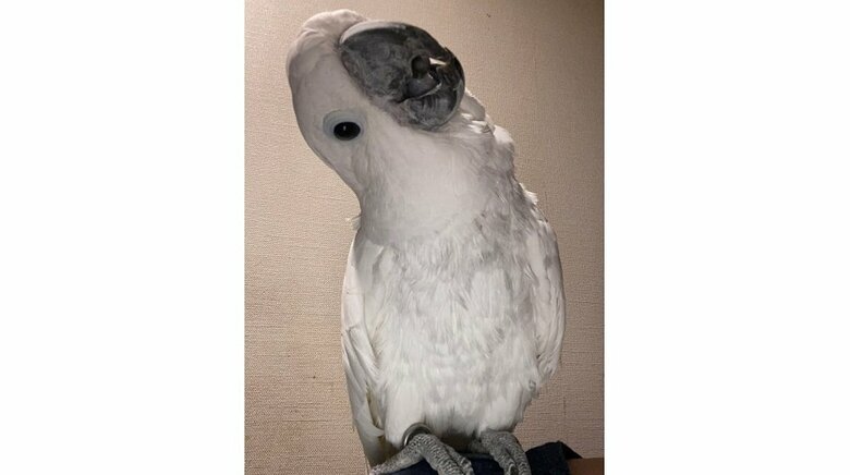 すごく陽キャだというさんたくん　「ねーっ」と首をかしげている