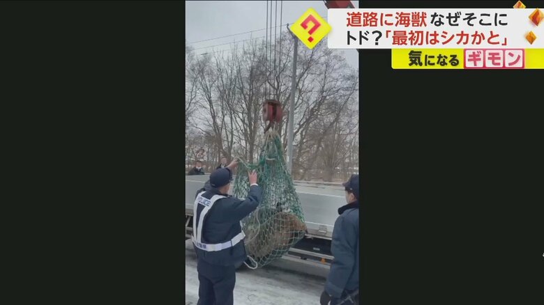 網に入り、トラックに乗せられるトド