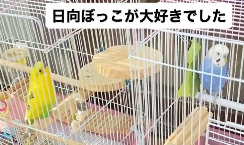 日向ぼっこは大好きだったという